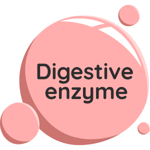 Digestive Enzymes