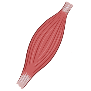 Preserves Muscle: 