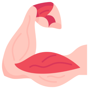 Muscle Growth and Repair